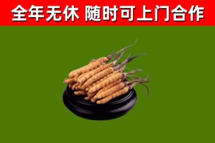 新丰县回收散虫草