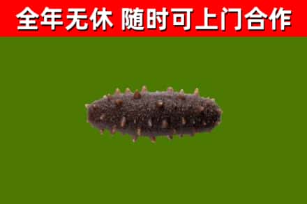 新丰县回收海参干